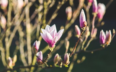 She Inspires: New Year, New Vision